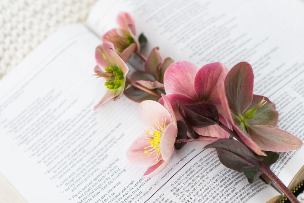 photo of hellebores flower and an open bible