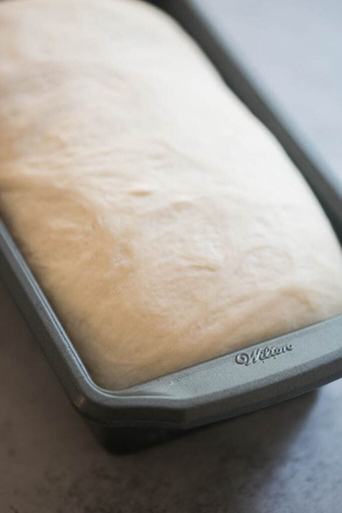 Sourdough sandwich bread dough in a loaf pan after it has fully fermented.